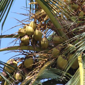 Chùm dừa mã lai trên cây - trái to, vỏ vàng đặc trưng