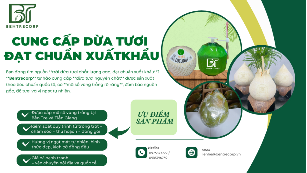 Dừa tươi Bentrecorp đạt chuẩn xuất khẩu - dừa gọt trọc, nước dừa đóng chai, mã số vùng trồng