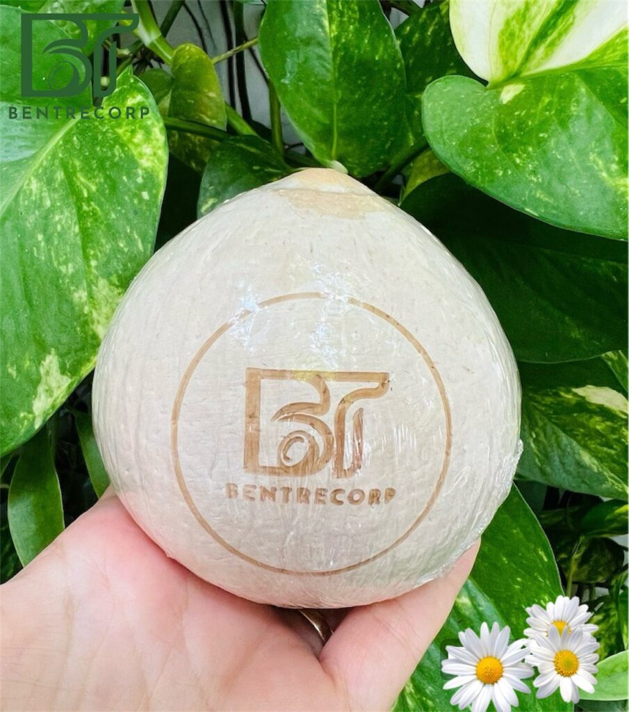 DỪA XIÊM GỌT TRỌC- THỨC UỐNG DÂN GIÃ THEO PHONG CÁCH HIỆN ĐẠI