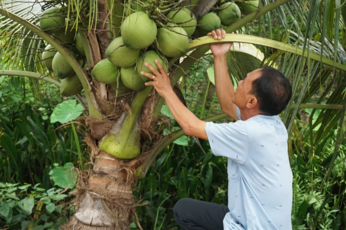 KHÁM PHÁ MÔ HÌNH DỪA – TÔM – MẬT TẠI BẾN TRE