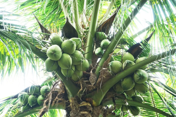 Dự án Cây dừa cho bạn 3