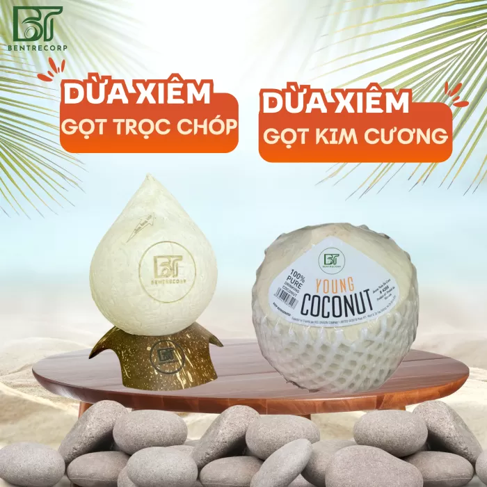 Dừa Tươi & Dừa Gọt B2B – hình ảnh thực tế Bentrecorp