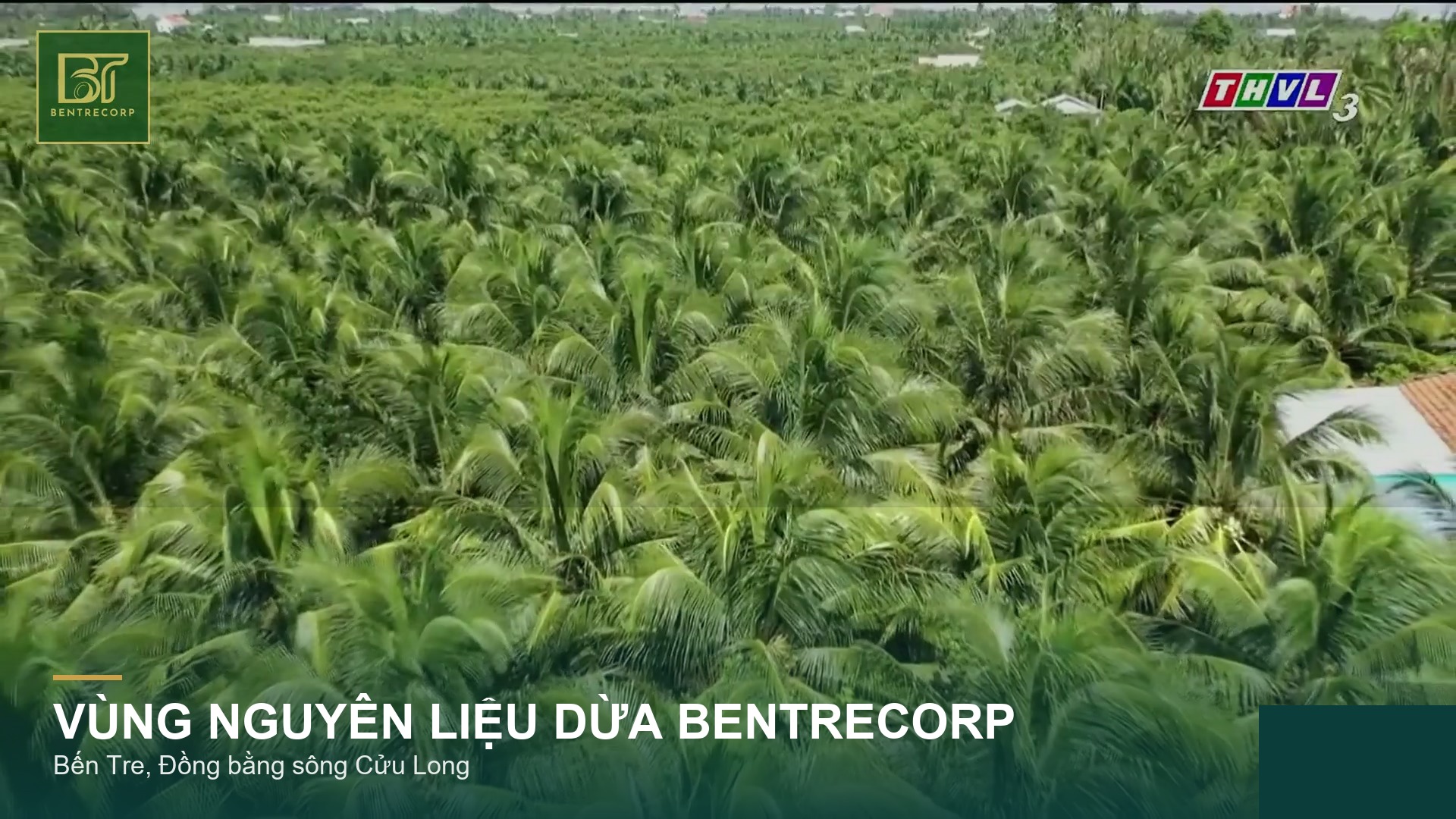 Vùng nguyên liệu dừa Bentrecorp — THVL3